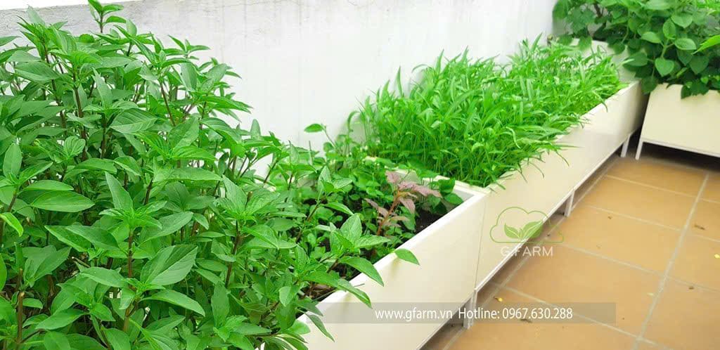 Vườn rau sân thượng đẹp phong cách châu âu DA 101